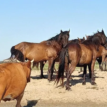 게스트하우스 Casa Roko 스픈투 게오르게