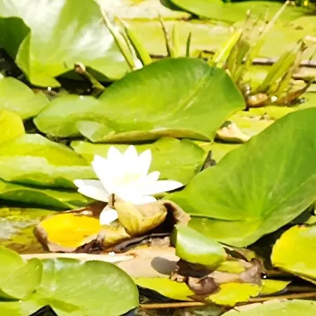 Penzion Casa Roko Sfântu Gheorghe