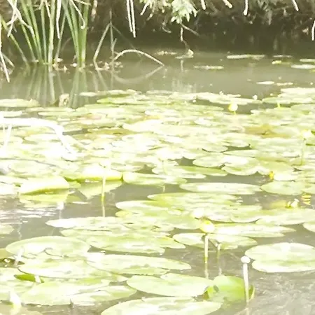 Gasthuis Casa Roko Sfântu Gheorghe