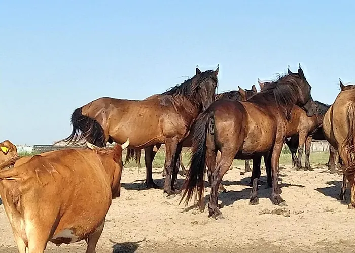 Pensjonat Casa Roko Sfântu Gheorghe