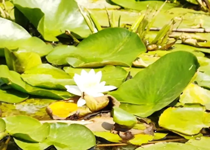 Pensjonat Casa Roko Sfântu Gheorghe