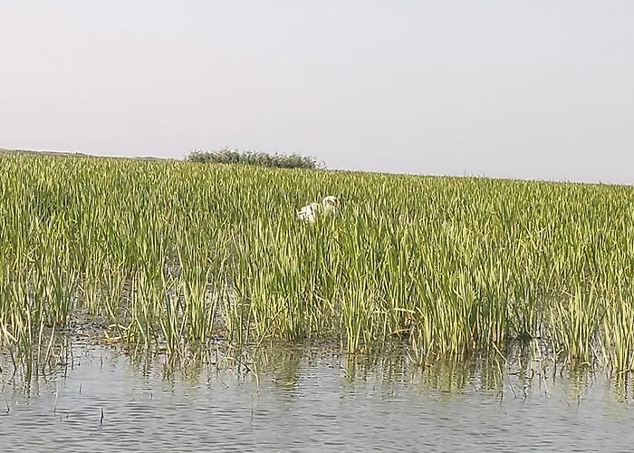 Casa Roko 3* Sfântu Gheorghe