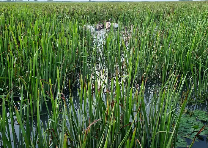 Casa Roko 3* Sfântu Gheorghe